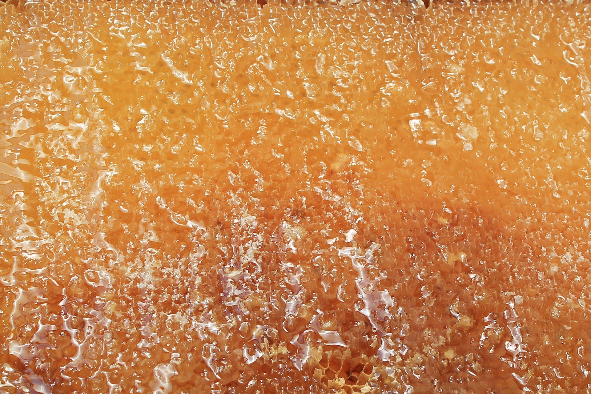 Honigwabe im Detail